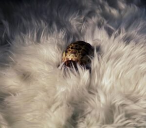 Adorable small turtle resting on a fluffy white fur blanket. Perfect for cozy themes.